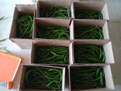 邵陽縣石虎村綠色農特產品直播網紅豪哥